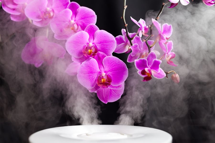 A humidifier steams some orchids. Learn the Facts About Carbon Monoxide.